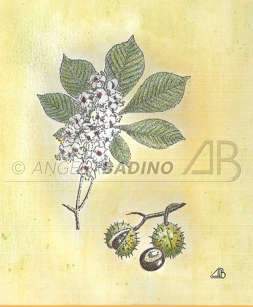 hippocastanum500